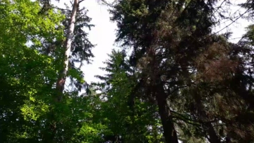werderraute  24-07-2021 Recorded Video XXX